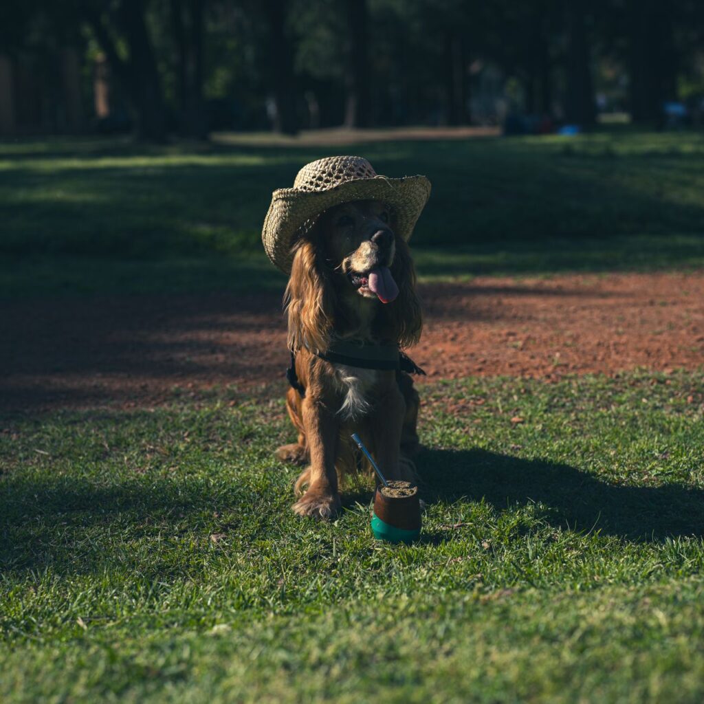 Comparativa de seguros para mascotas: ¿cuál elegir? 1 pexels photo 28893217 4