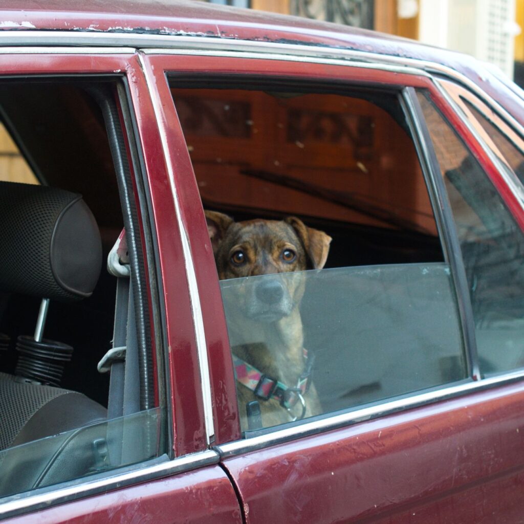 Cómo elegir el mejor seguro para tu perro o gato 1 pexels photo 30725219