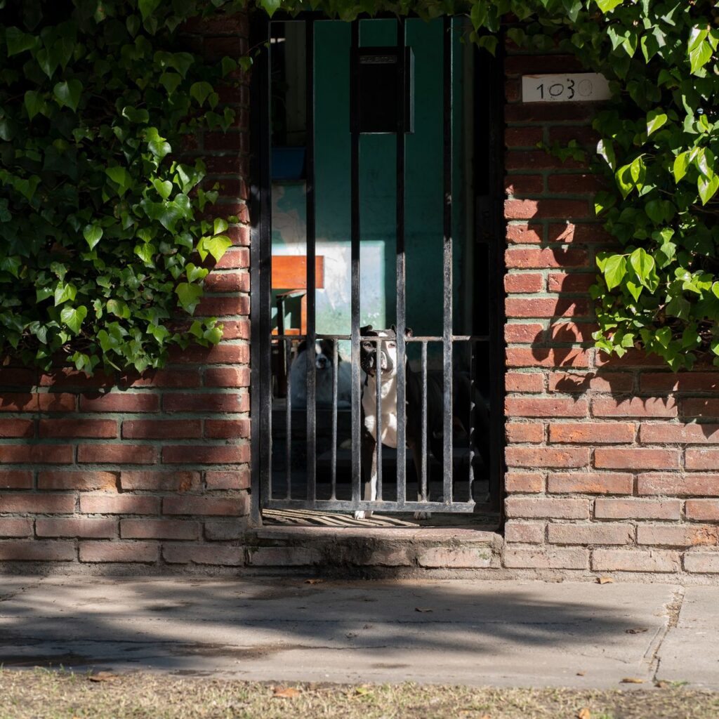 ¿Es necesario un seguro para mascotas en Hispanoamérica? 1 pexels photo 31619573 1