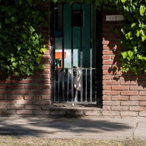 ¿Qué hacer si tu mascota necesita atención médica urgente? 2 pexels photo 31619573