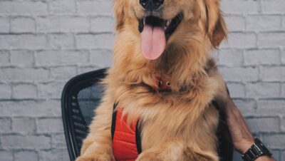 pexels photo 7752795